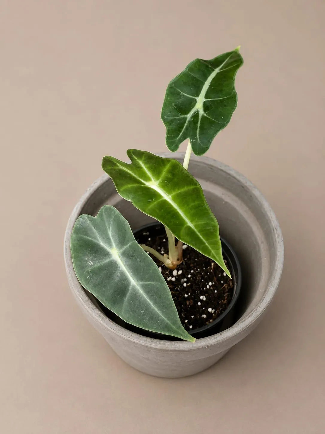 Alocasia Polly Starter Plant in 3" Nursery Pot - Tropical Indoor Houseplant - Elephant Ear Live Plant
