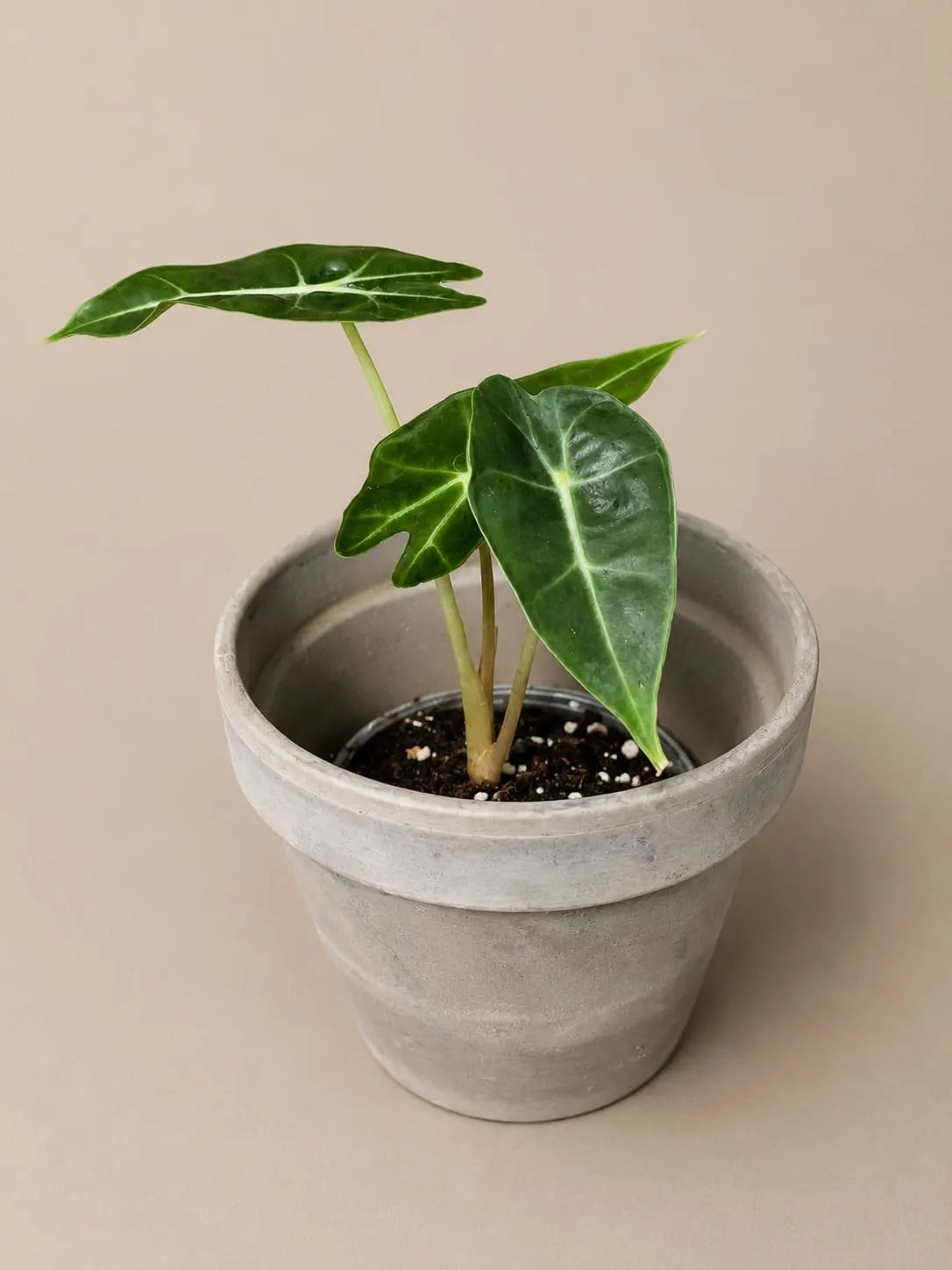 Alocasia Polly Starter Plant in 3" Nursery Pot - Tropical Indoor Houseplant - Elephant Ear Live Plant