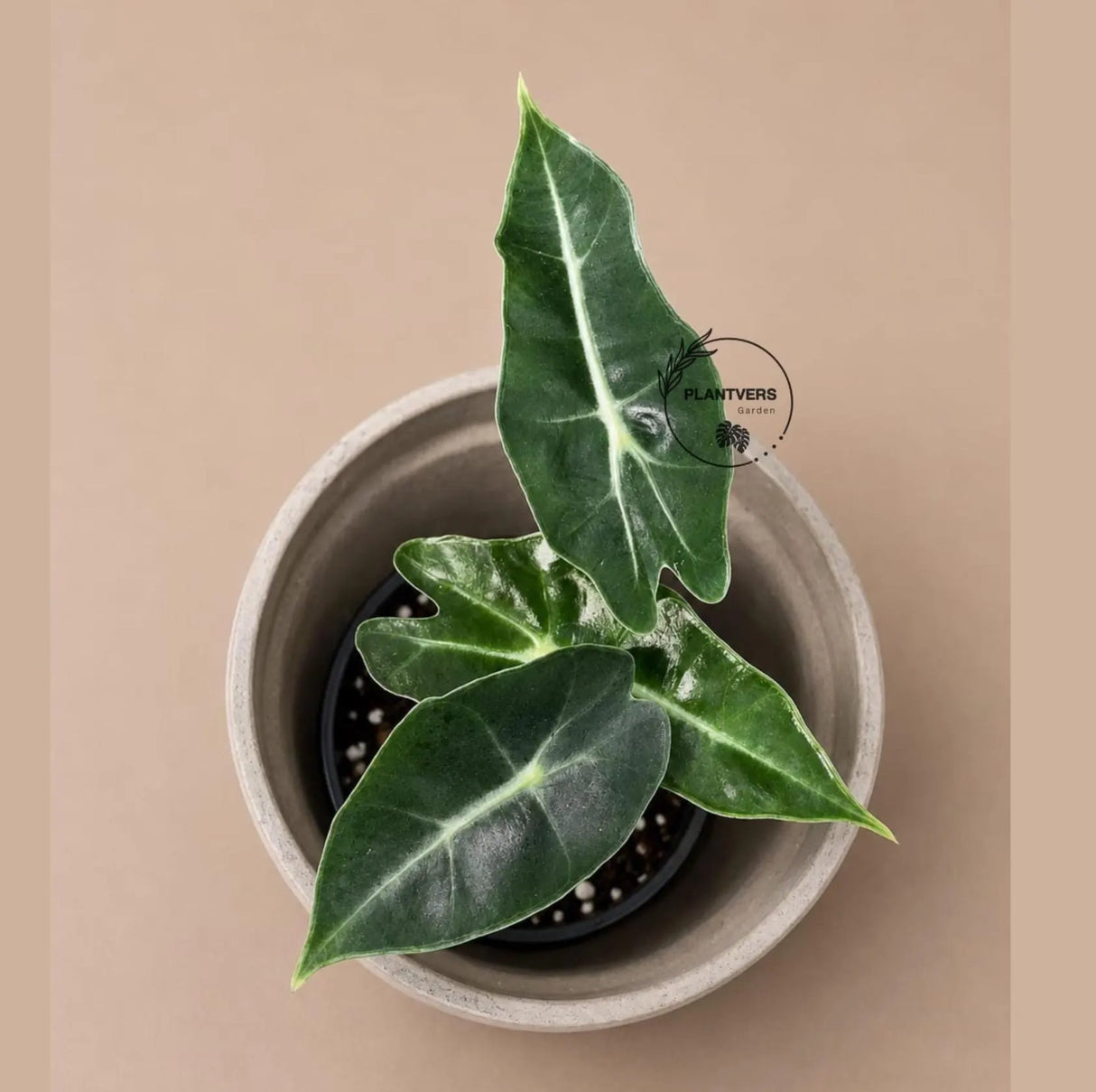 Alocasia Polly Starter Plant in 3" Nursery Pot - Tropical Indoor Houseplant - Elephant Ear Live Plant