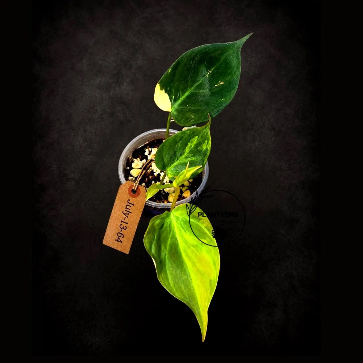 Variegated Philodendron Micans Live Plant - (July-13-64)