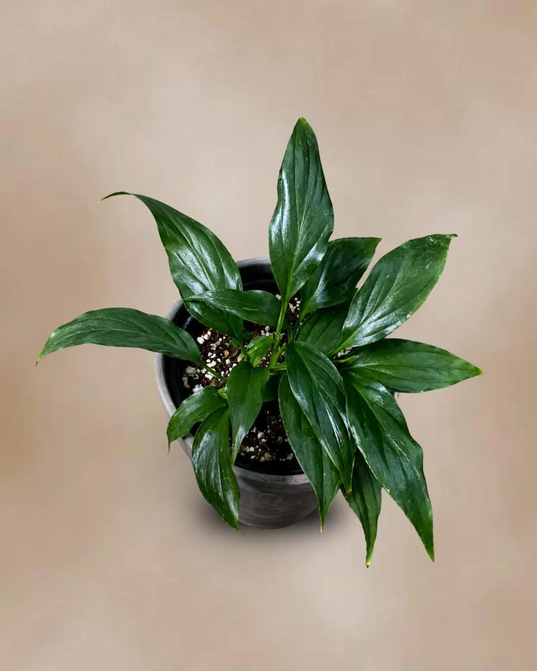 Spathiphyllum Peace Lily in a 3.5" Nursery Pot - Air-Purifying Indoor Plant - Low Maintenance - Low-Light Flowering Plant