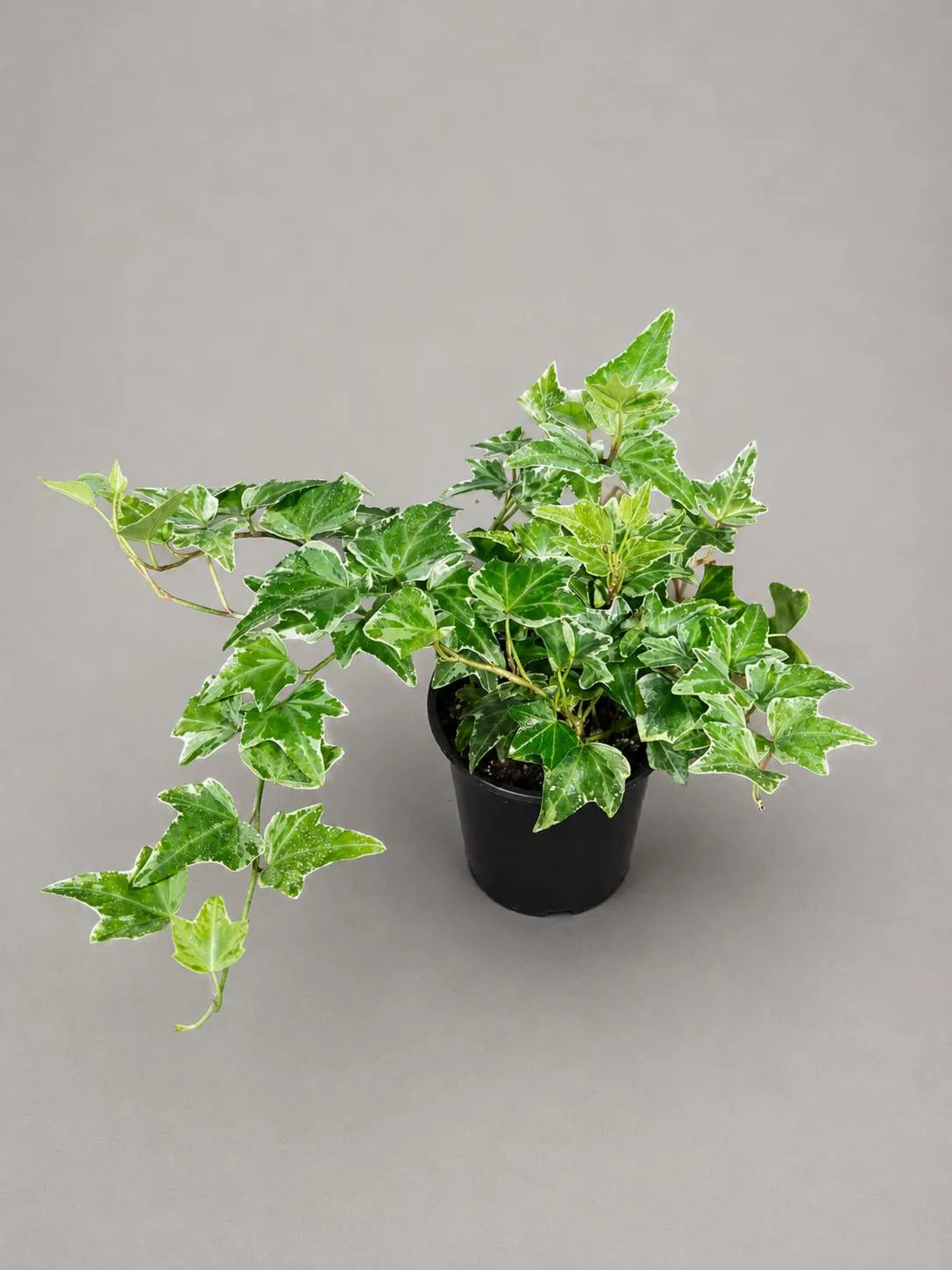 Variegated English Ivy Live Plant in a 4" Grow Pot - Indoor Vining Plant - Low Light Climbing Plant - Easy Care House Plant