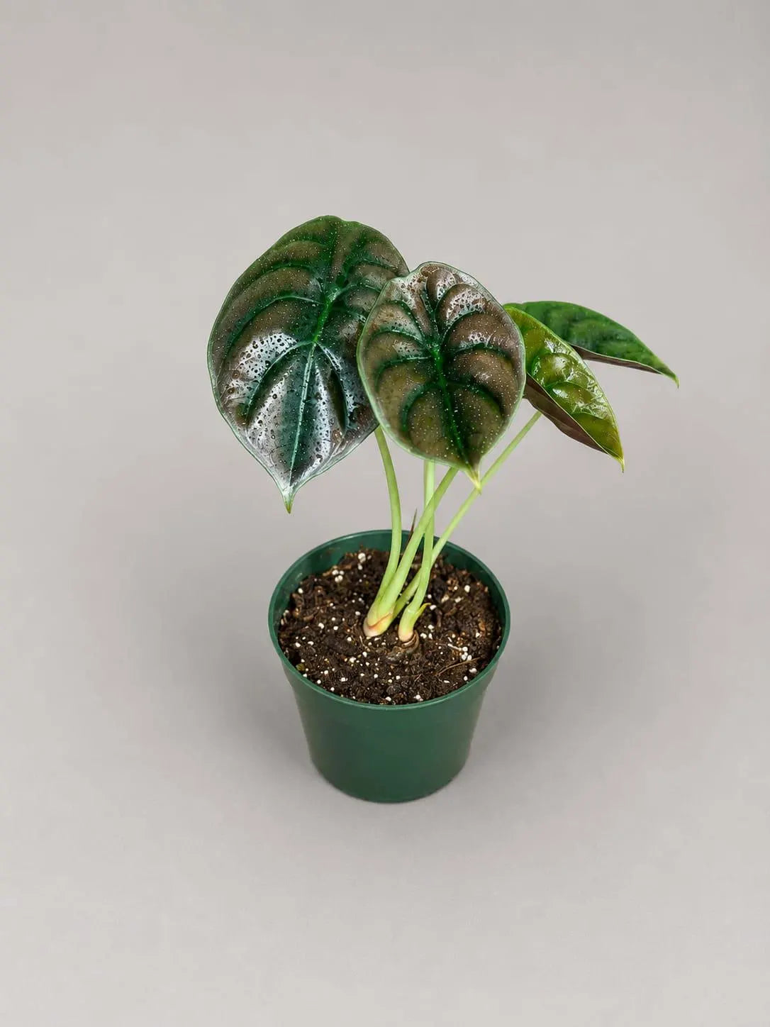 Alocasia Red Secret Live Plant in 4" Nursery Pot - Jewel Alocasia - Metallic Foliage Tropical Houseplant - Rare Indoor Aroid Plant