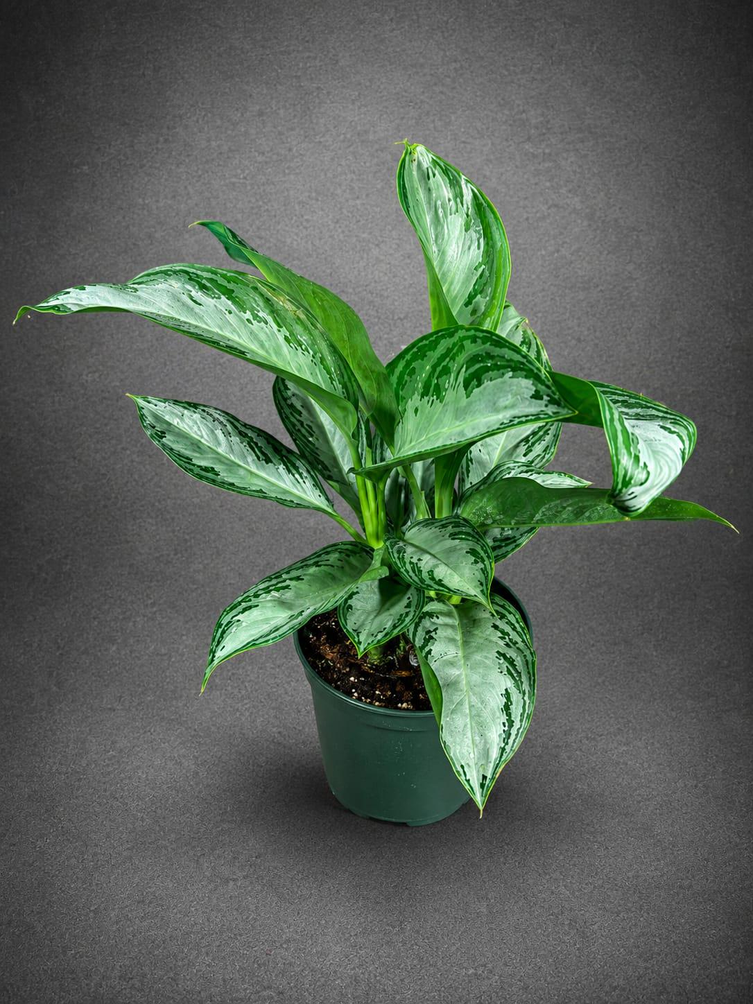 Aglaonema Silver Bay Live Plant in 6" Nursery Pot - Chinese Evergreen Indoor Houseplant - Large Easy Care Tropical Plant
