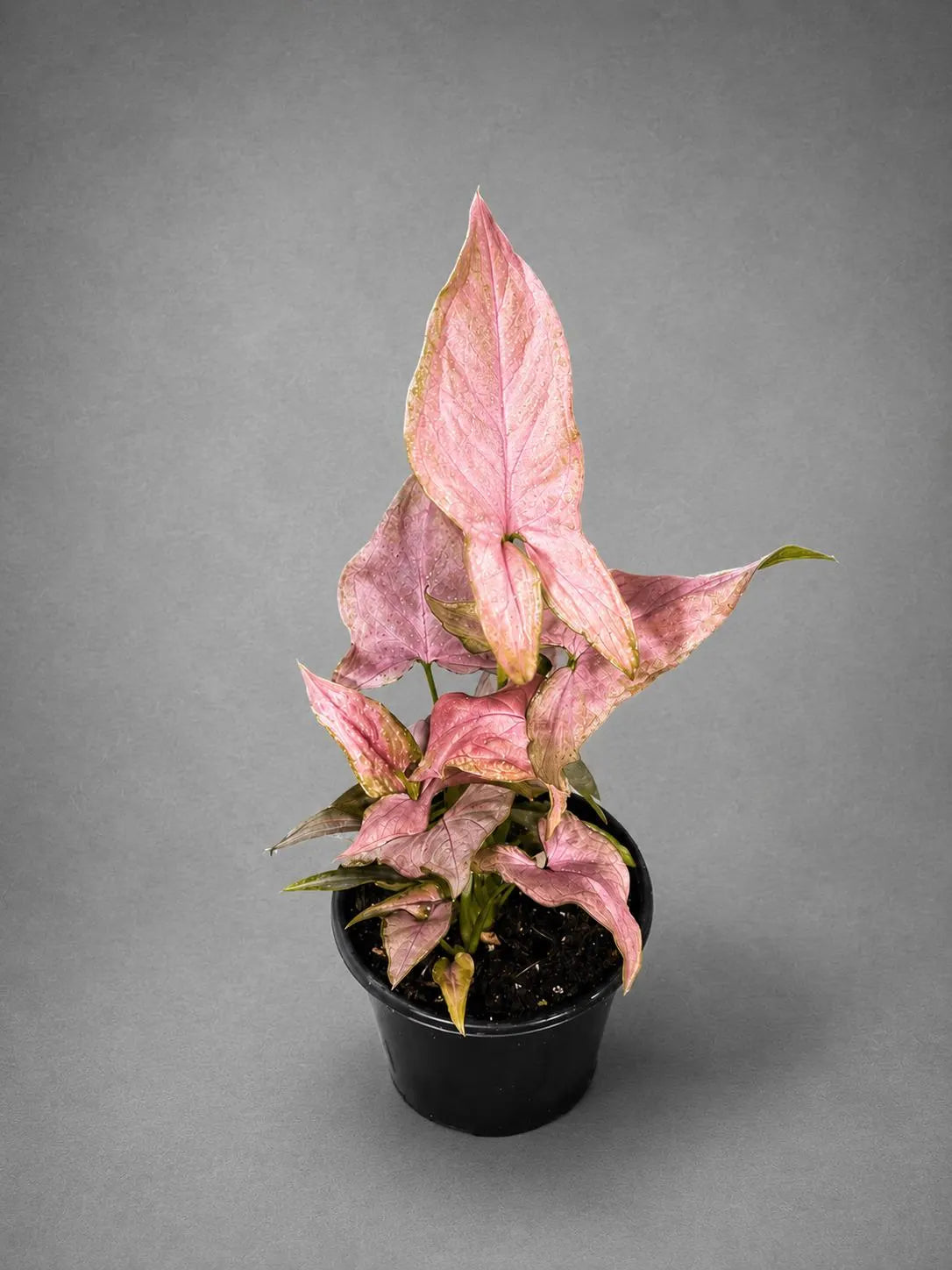 Syngonium Pink Splash Live Plant in 4" Nursery Pot - Rare Pink Variegated Arrowhead Plant - Tropical Indoor Houseplant