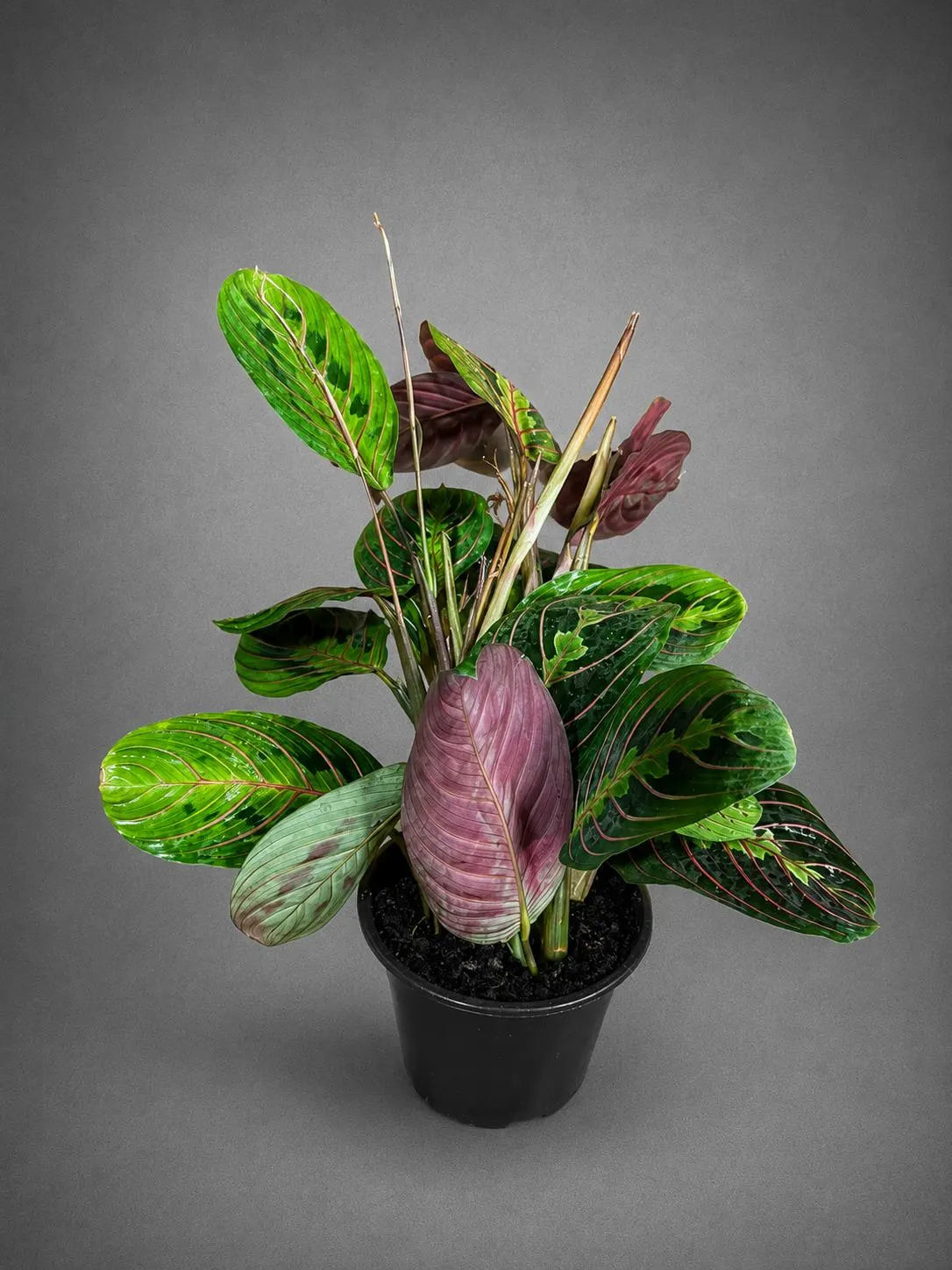 Red Prayer Plant in 4β Nursery Pot - Maranta Leuconeura - Live Indoor Plant -Tropical Indoor Houseplant - Pet Friendly Plant