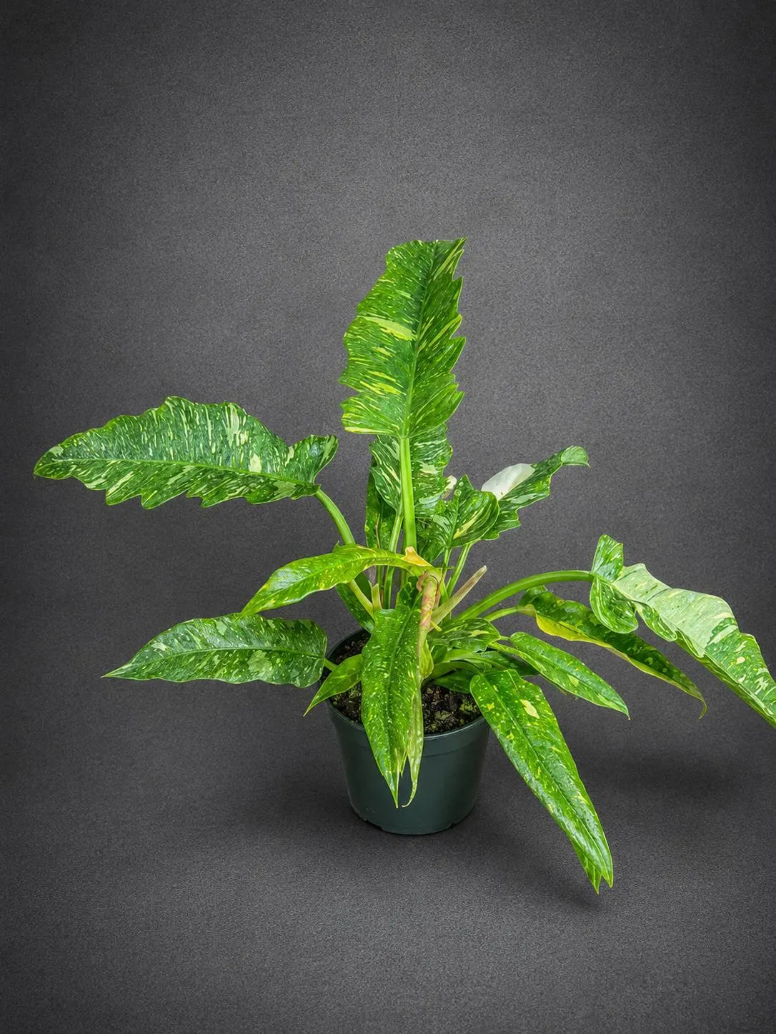 Philodendron Ring of Fire Variegated Live Plant in 6" Nursery Pot - Rare Variegated Philodendron - Tropical Indoor Houseplant