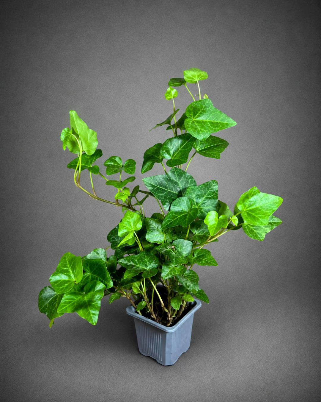 Green Ivy Live Plant in a 3" Pot - English Ivy Indoor Vining Plant - Trailing Plant - Low Light Climbing Plant - Easy Care House Plant