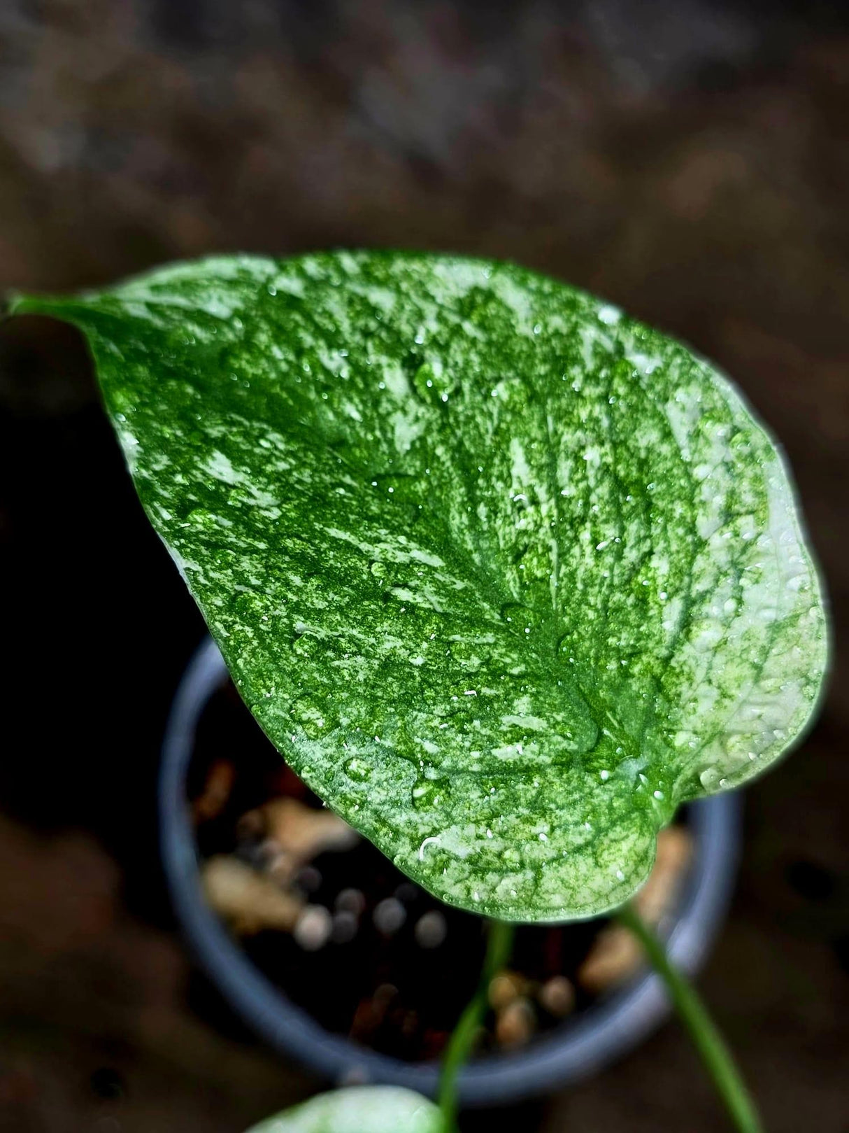 Monstera Deliciosa White Monster - Rare Monstera Beauty - (July-30-61)