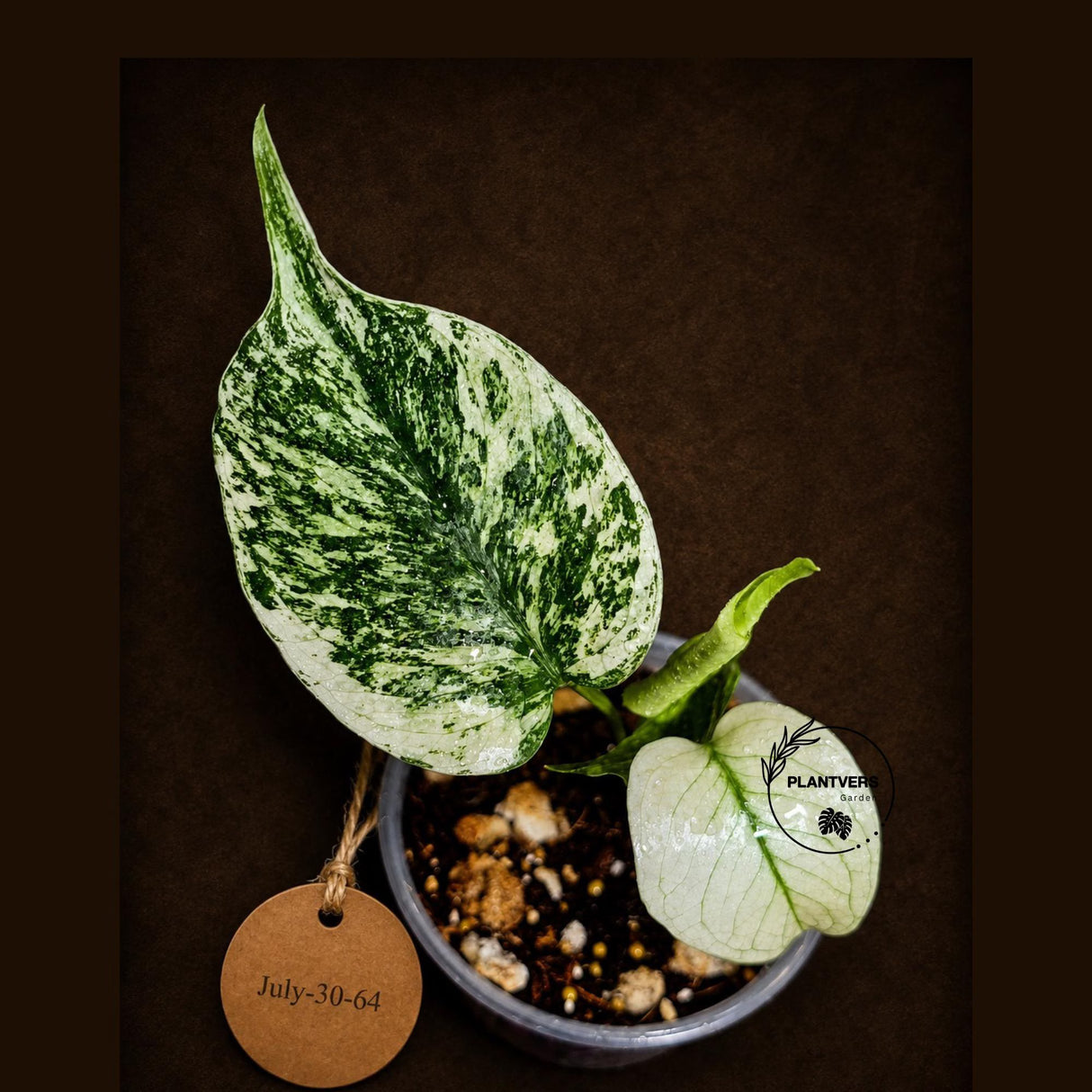 Monstera Deliciosa White Monster - Super Rare Variegated Monstera Beauty Starter Plant -Stunning EXACT Plant - US Seller