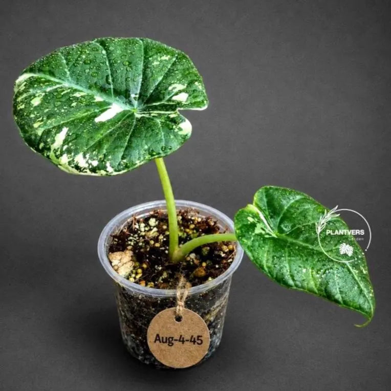 Alocasia Maharani Albo Variegated Live Plant - (Aug-4-45-ER)