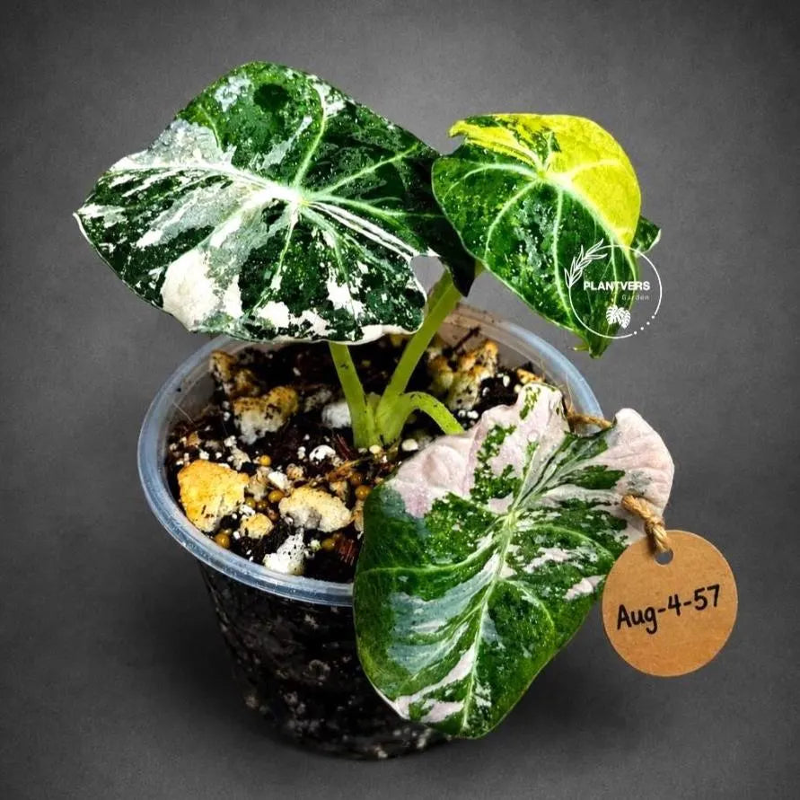 Alocasia Reginula Black Velvet Pink Variegated (Aug-4-57-ER)
