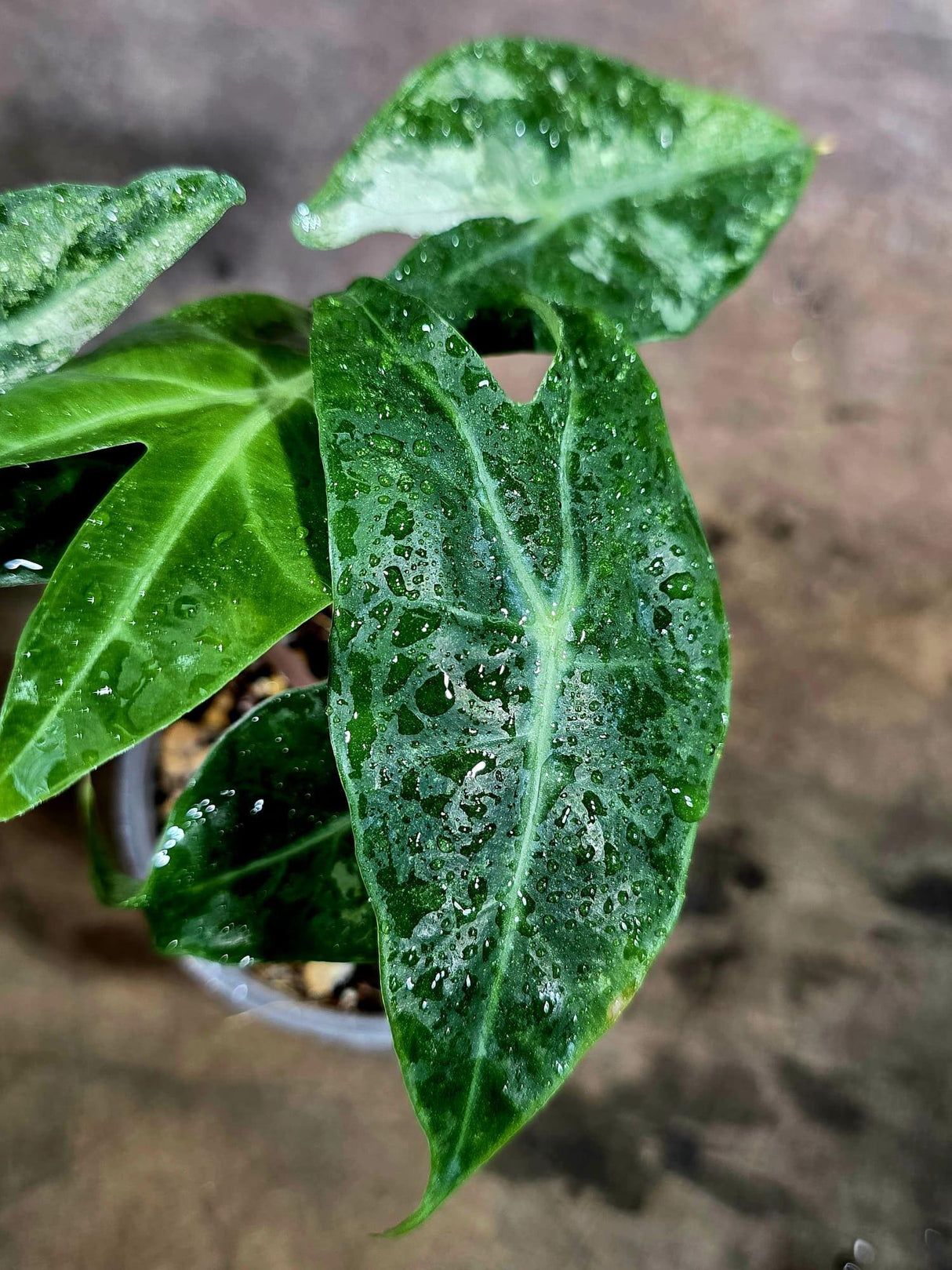 Variegated Alocasia Pink Dragon Albo Plant (Aug-4-51-ER)