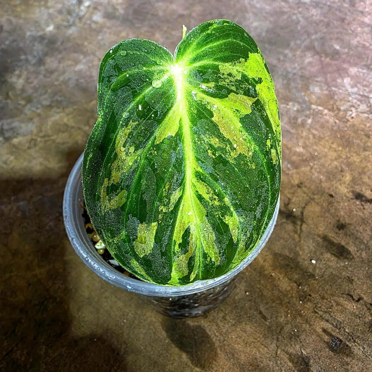 Variegated Philodendron Melanochrysum Live Plant (Aug-4-38)