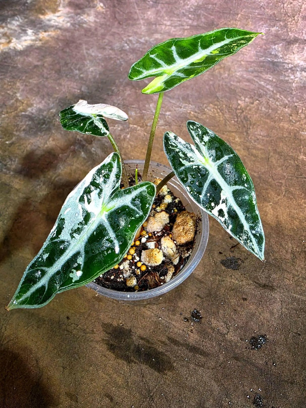 Rare Variegated Alocasia Bambino Pink - Pink Arrow Alocasia (Aug-4-35-ER )