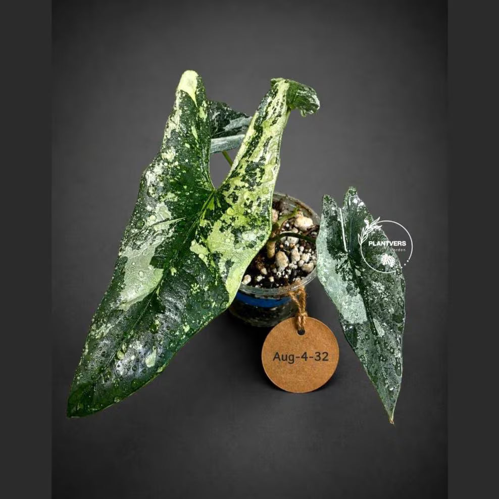 Alocasia Simpo Albo Variegated Live Plant -(Aug-4-32-ER)