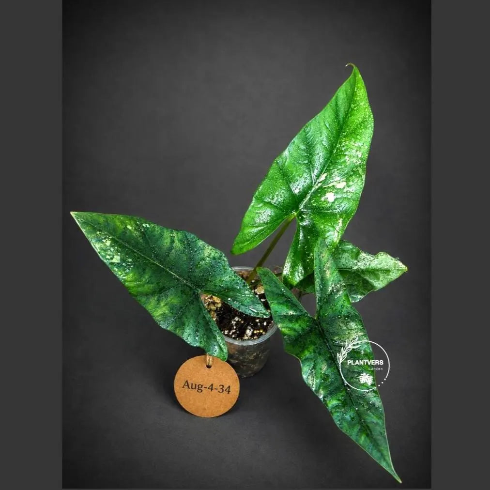 Alocasia Simpo Albo Variegated Live Plant - (Aug-4-34-ER)