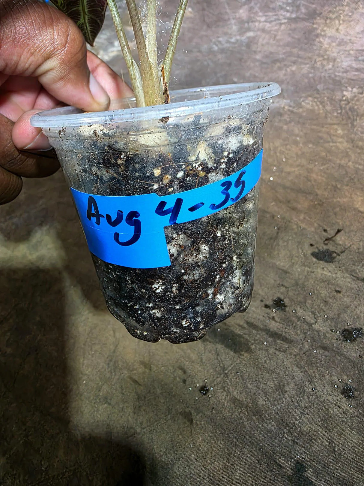 Alocasia Pseudo Sanderiana Albo Live Plant -(Aug-4-33-ER)