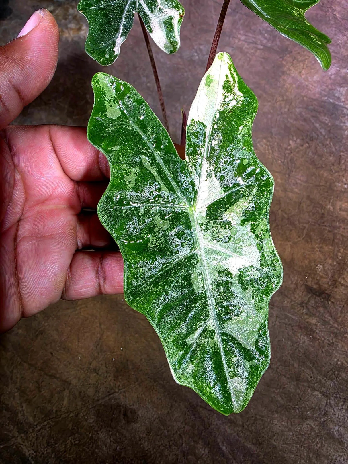 Alocasia Pseudo Sanderiana Albo Live Plant -(Aug-4-33-ER)