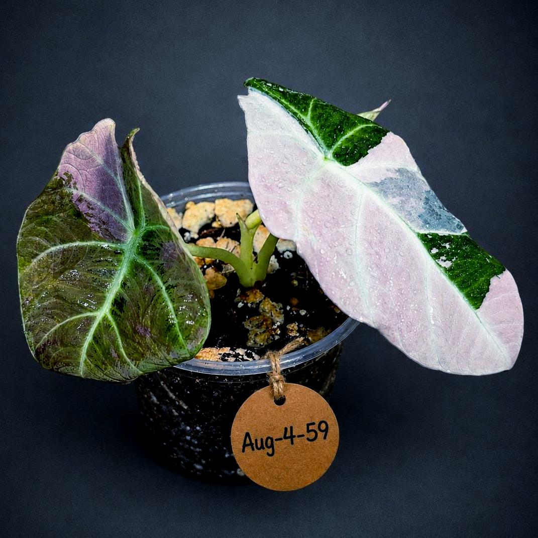 Alocasia Reginula Black Velvet Pink Variegated (Aug-4-59-ER)