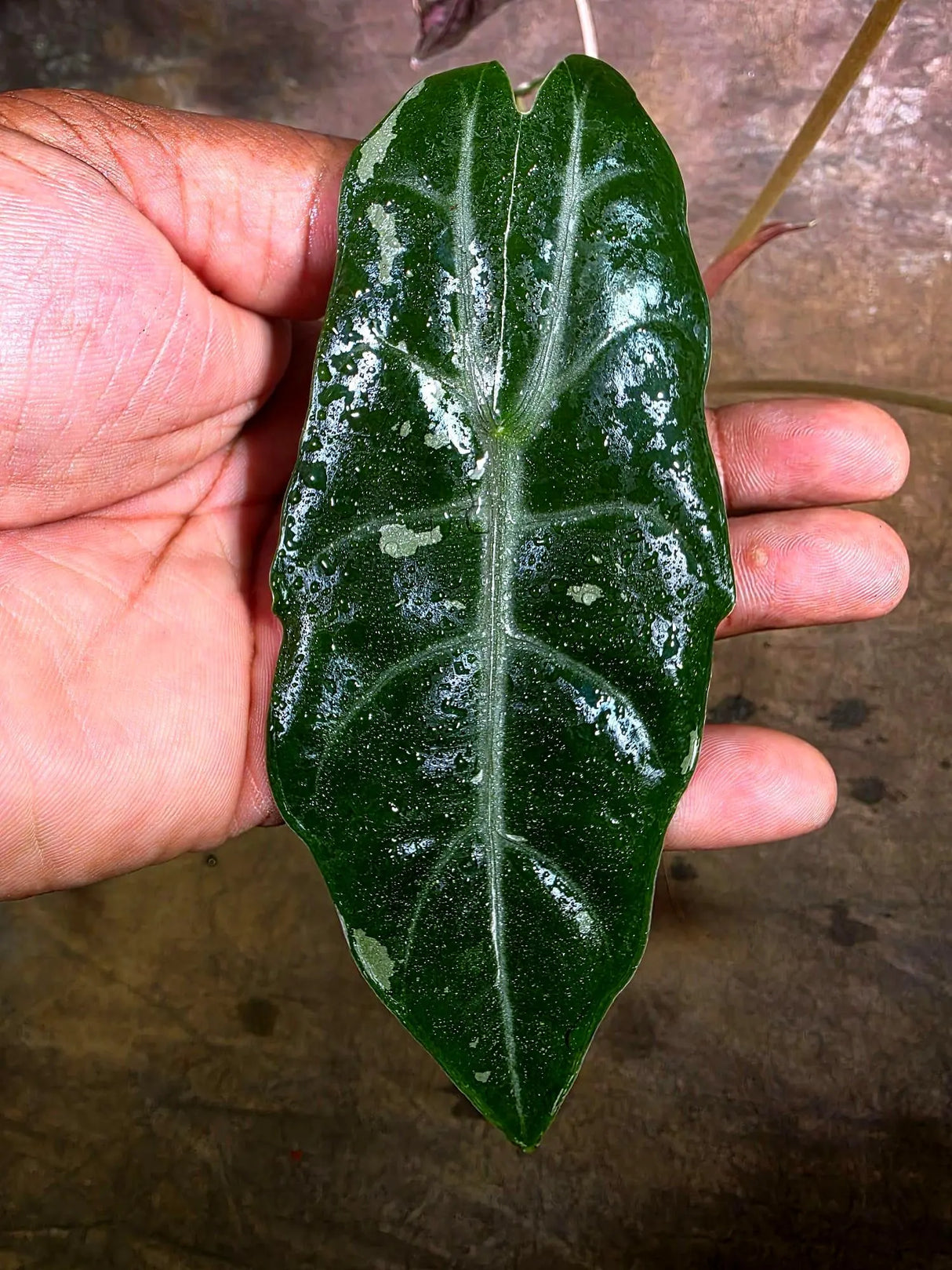 Rare Pink Alocasia Chantrieri Live Plant -(Aug-4-42-ER)