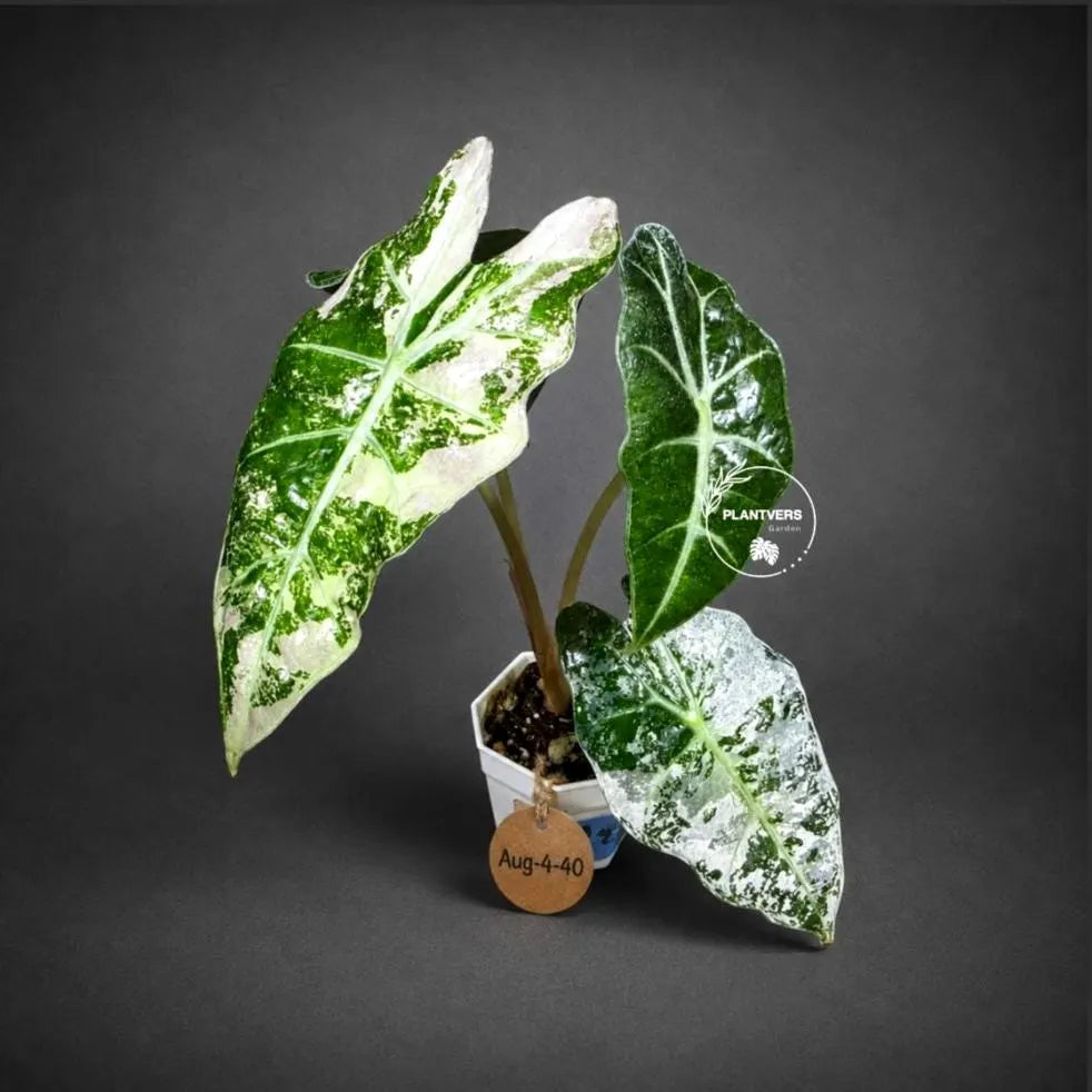Alocasia Amazonica Albo Variegated Live Plant (Aug-4-40-ER)