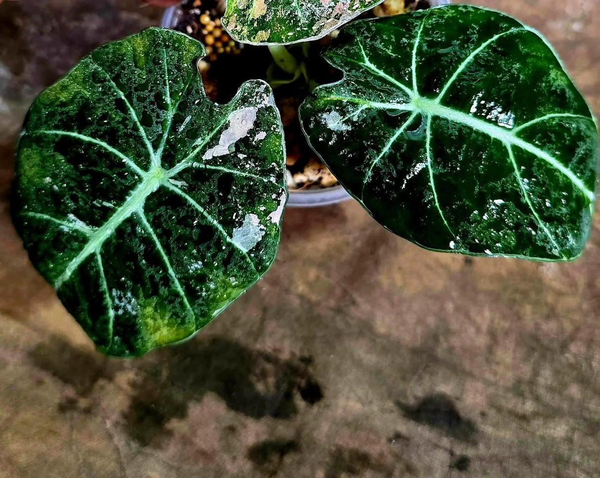 Alocasia Reginula Black Velvet Pink Variegated (Aug-4-50-ER)