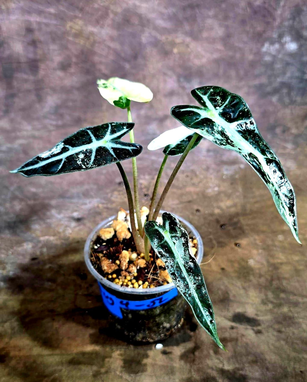 Rare Variegated Alocasia Bambino Pink - Pink Arrow Alocasia(Aug-4-52-ER)