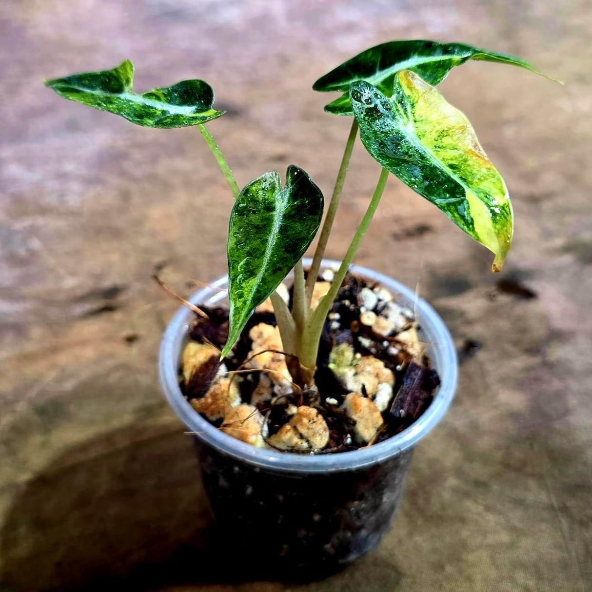 Alocasia Bambino Aurea Variegated - Rare Variegated Alocasia(Aug-4-63-ER)