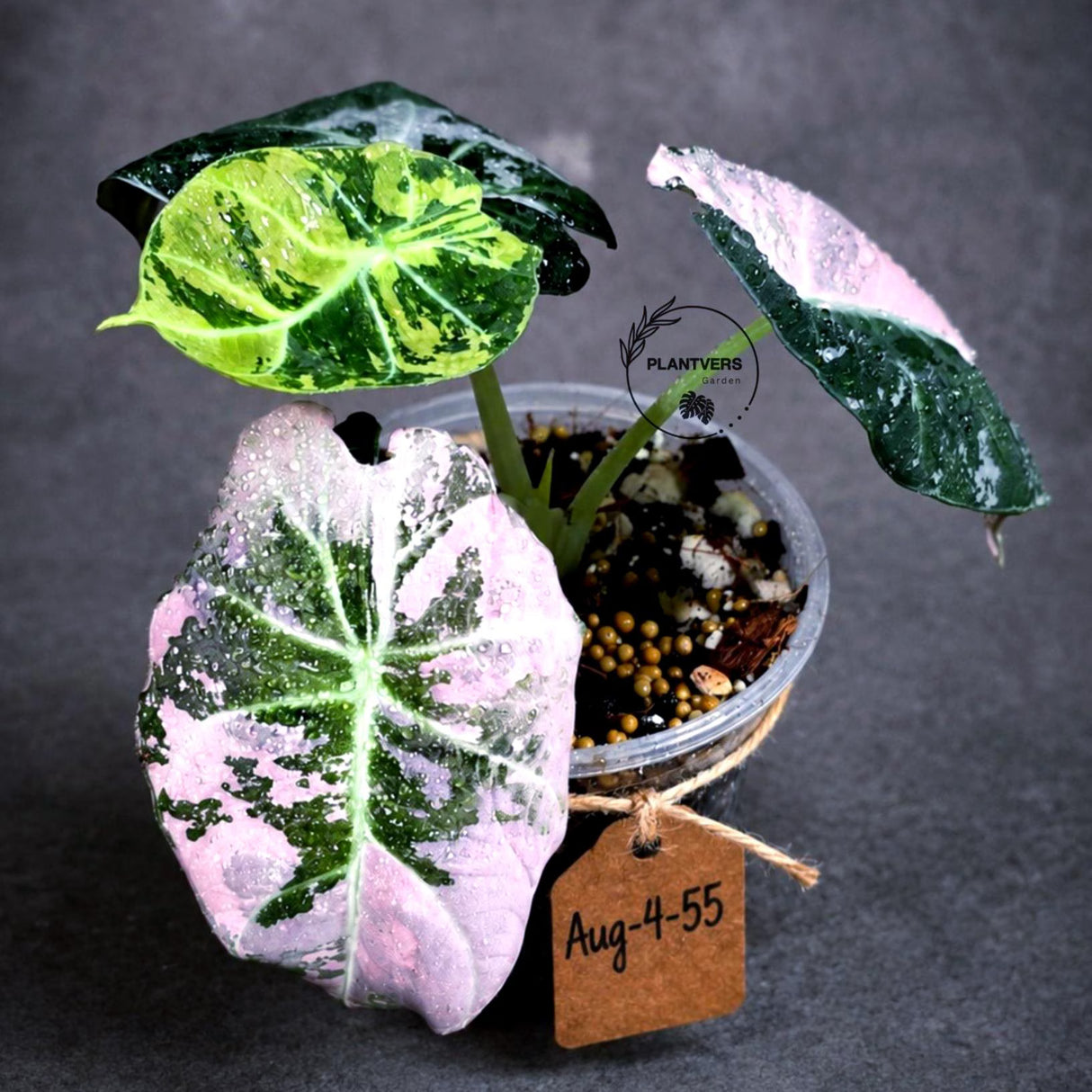 Alocasia Reginula Black Velvet Pink Variegated (Aug-4-55-ER)