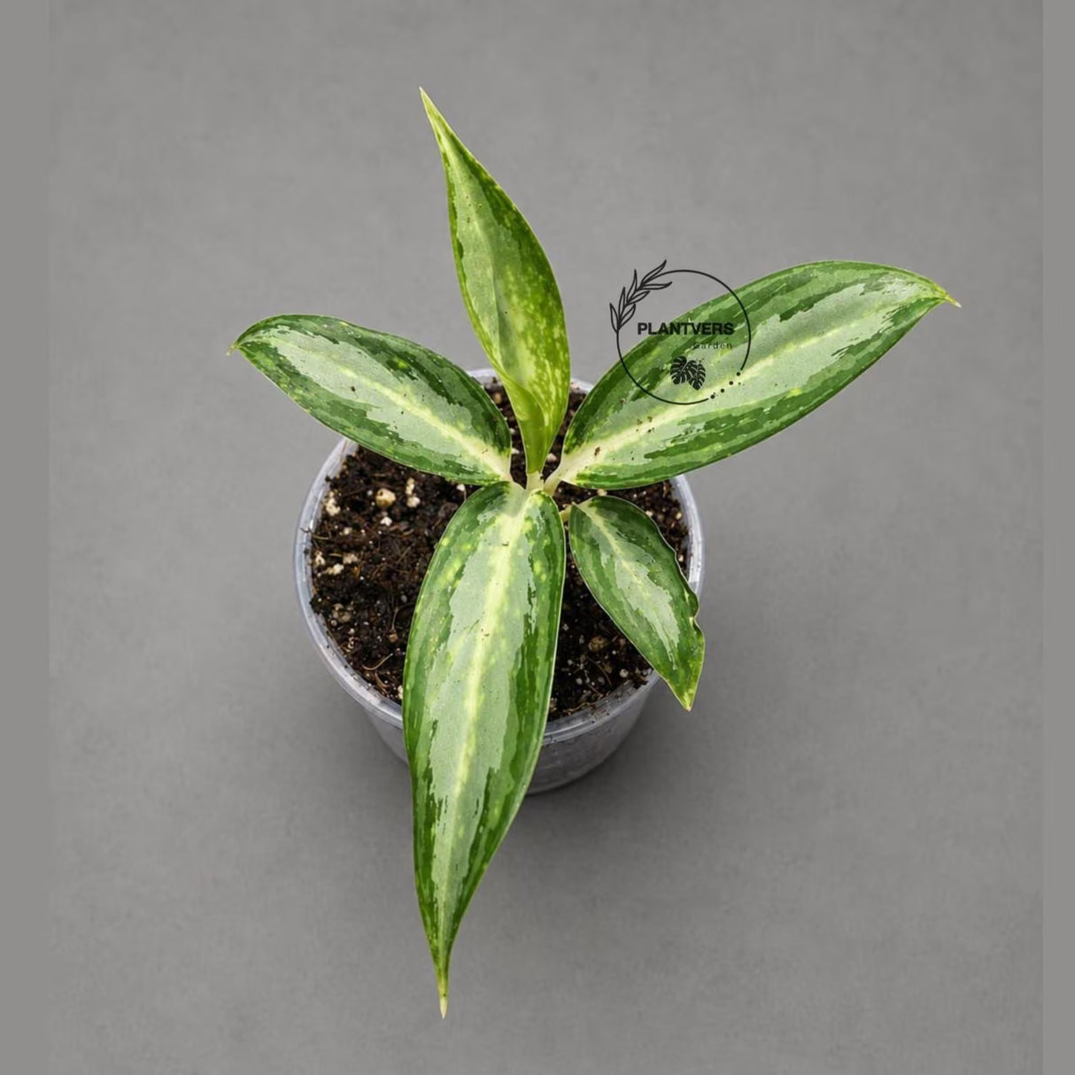 Aglaonema White Rain Live Plant in 3" Nursery Pot - Chinese Evergreen Houseplant - Easy Care Indoor Plant - Air Purifying Home Decor