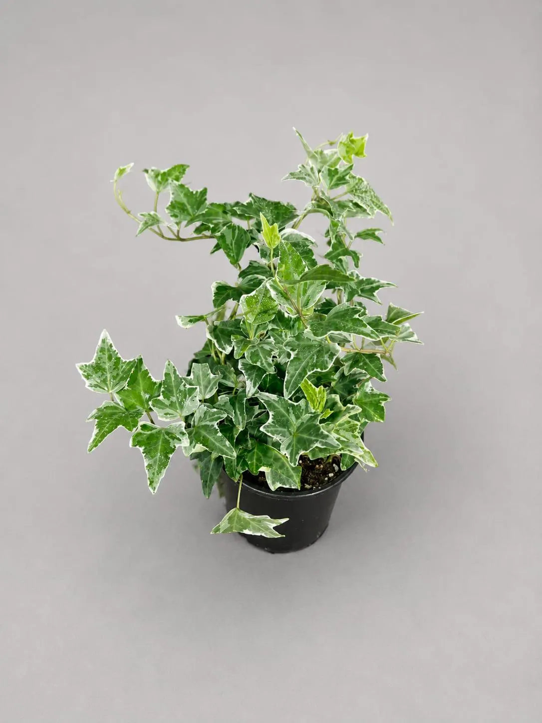 Variegated English Ivy Live Plant in a 4" Grow Pot - Indoor Vining Plant - Low Light Climbing Plant - Easy Care House Plant