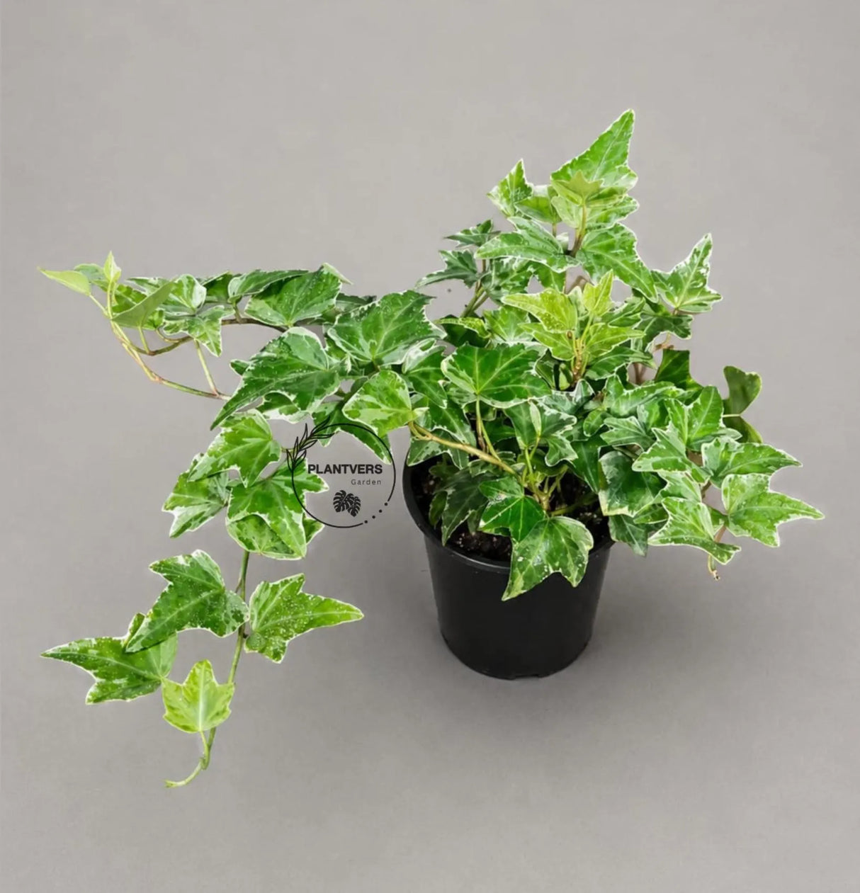 Variegated English Ivy Live Plant in a 4" Grow Pot - Indoor Vining Plant - Low Light Climbing Plant - Easy Care House Plant