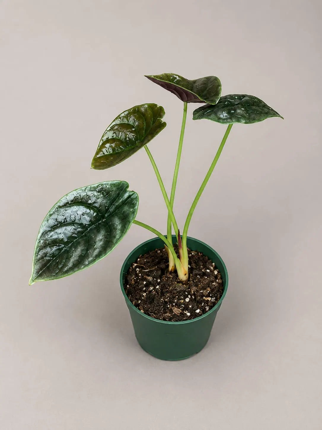 Alocasia Red Secret Live Plant in 4" Nursery Pot - Jewel Alocasia - Metallic Foliage Tropical Houseplant - Rare Indoor Aroid Plant