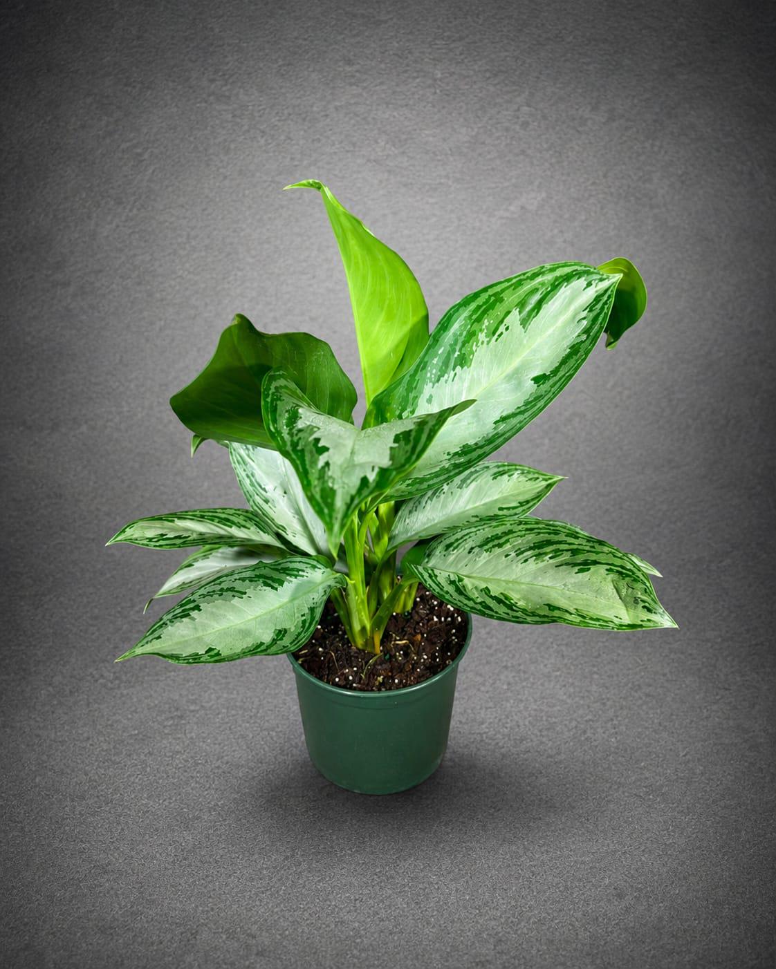 Aglaonema Silver Bay Live Plant in 6" Nursery Pot - Chinese Evergreen Indoor Houseplant - Large Easy Care Tropical Plant