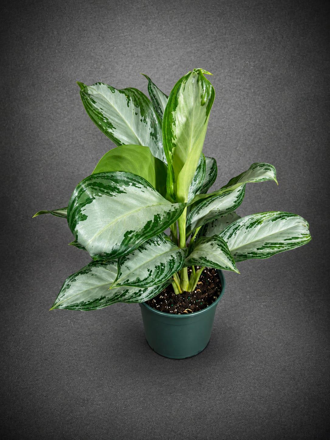 Aglaonema Silver Bay Live Plant in 6" Nursery Pot - Chinese Evergreen Indoor Houseplant - Large Easy Care Tropical Plant