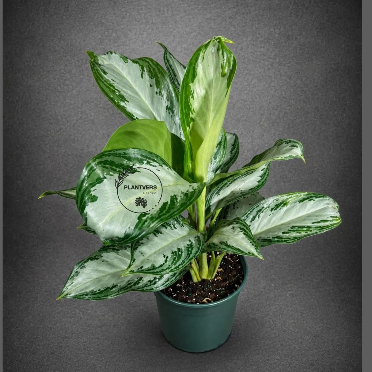 Aglaonema Silver Bay Live Plant in 6" Nursery Pot - Chinese Evergreen Indoor Houseplant - Large Easy Care Tropical Plant