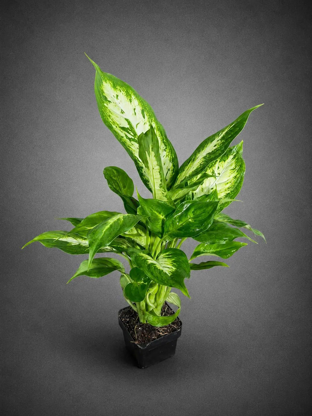 Dieffenbachia Plant in 3” Nursery Pot - Dumb Cane Plant - Easy Care Houseplant - Low Light Indoor Plant - Gift Houseplant