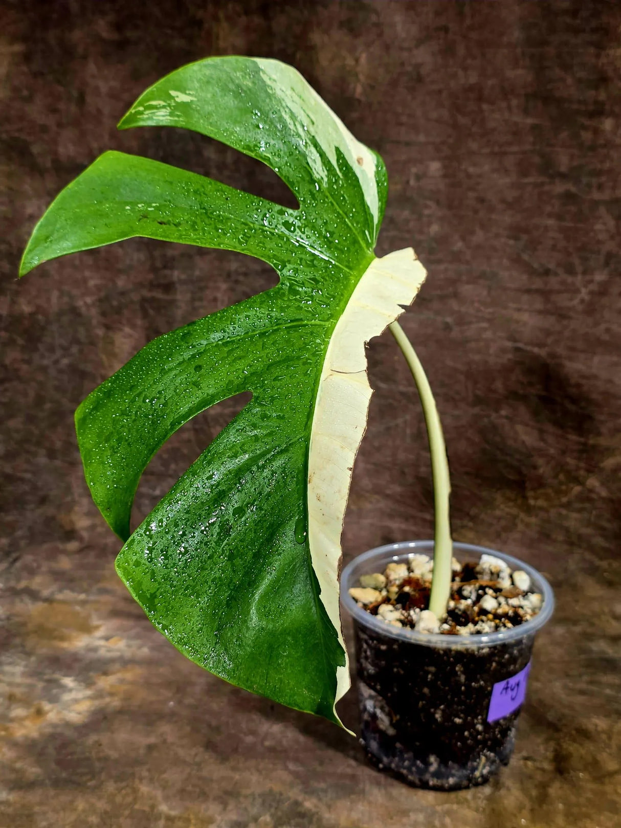 Variegated Monstera Albo Live Plant - Single Leaf Plant (Aug-12-30)