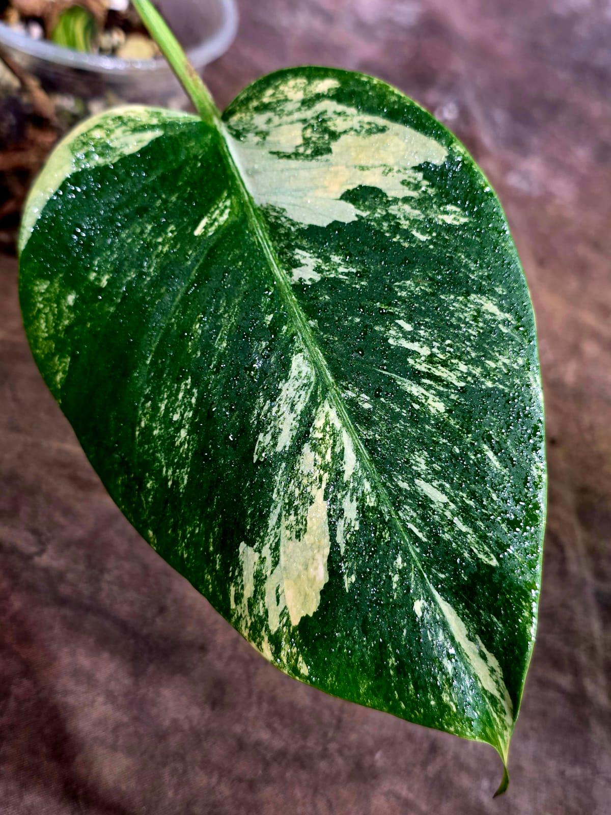 Monstera Aurea Variegated Plant - Rare Tropical Aroids(Aug-12-37)