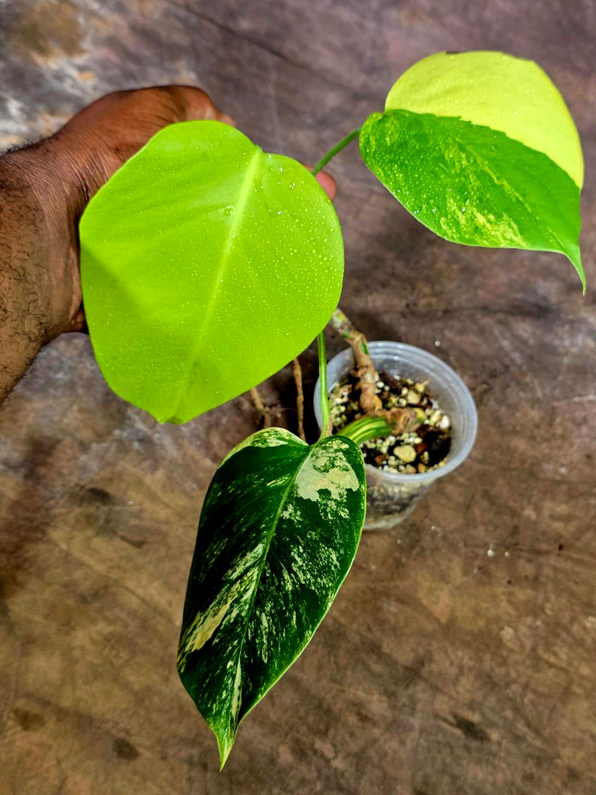 Monstera Aurea Variegated Plant - Rare Tropical Aroids(Aug-12-37)