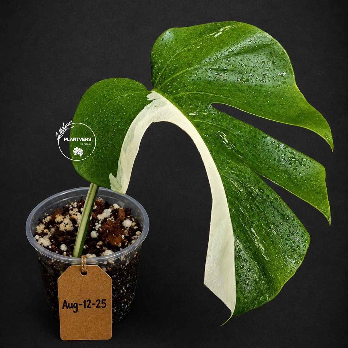 Variegated Monstera Albo Live Plant - Single Leaf Plant (Aug-12-25)