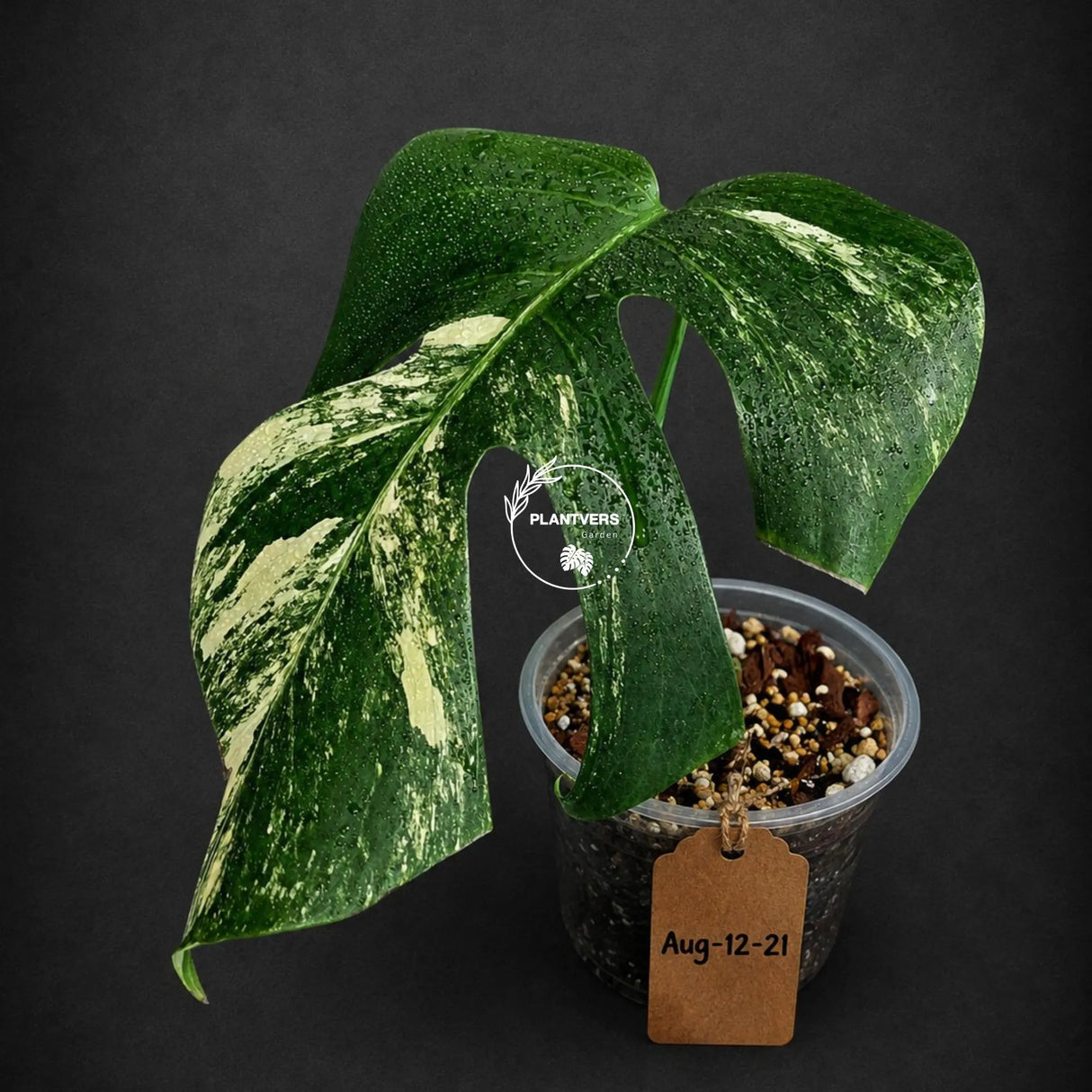 Monstera Borsigiana Aurea Variegated (Aug-12-21)