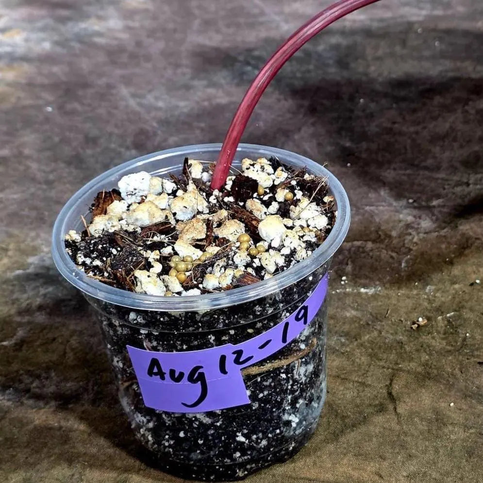 Rare Philodendron Strawberry Shake Variegated (Aug-12-19)