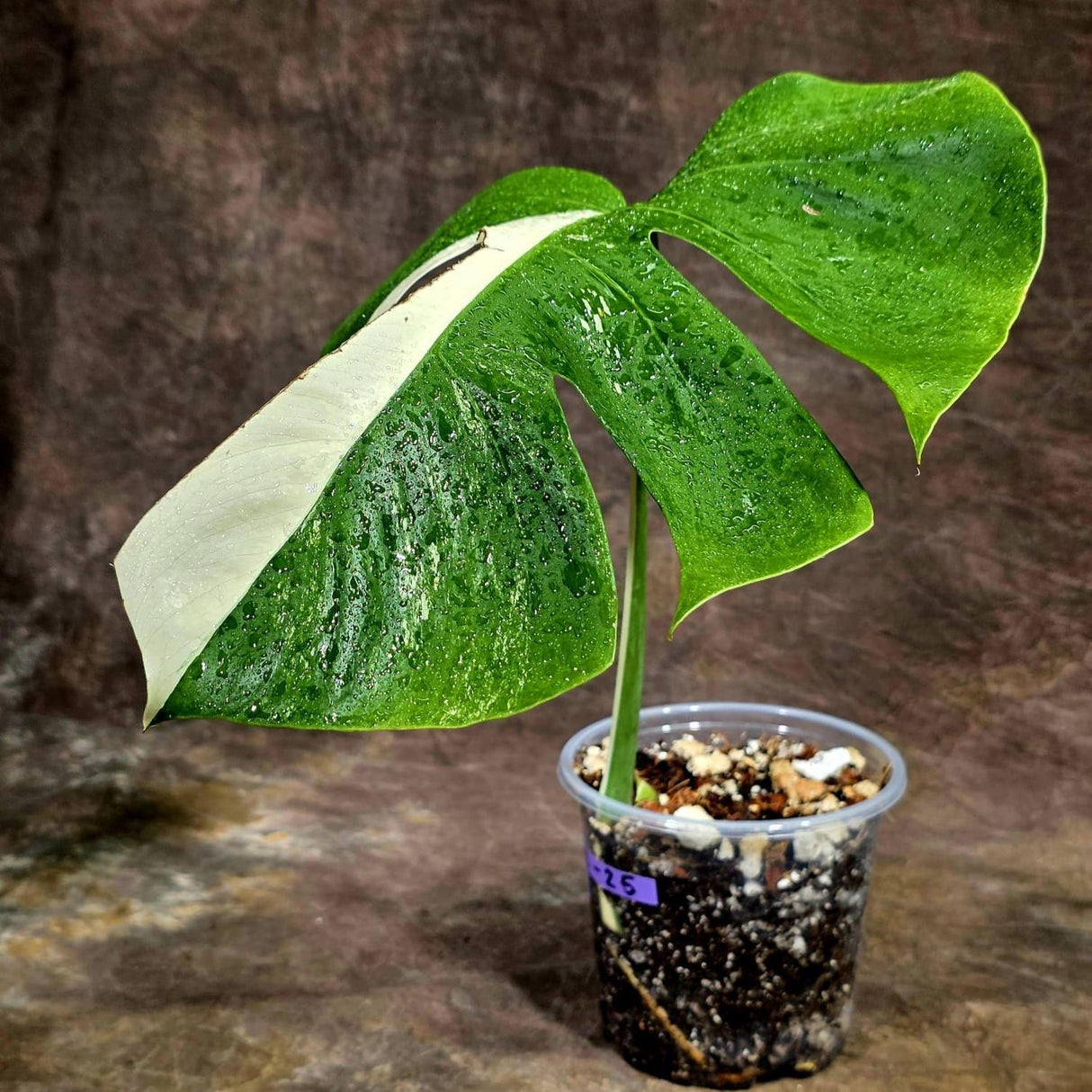 Variegated Monstera Albo Live Plant - Single Leaf Plant (Aug-12-25)