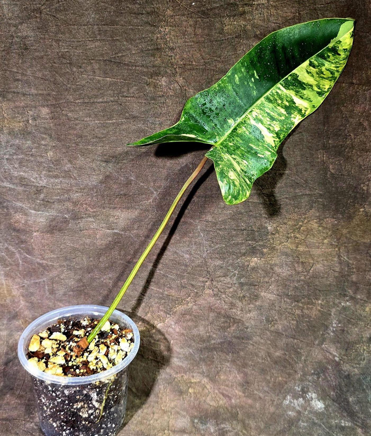 Variegated Philodendron Florida Beauty x Billietiae (Aug-12-5-ER)
