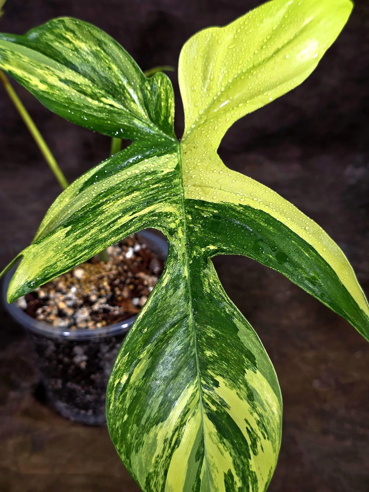 Variegated Philodendron Florida Beauty Live Plant (Aug-12-14)