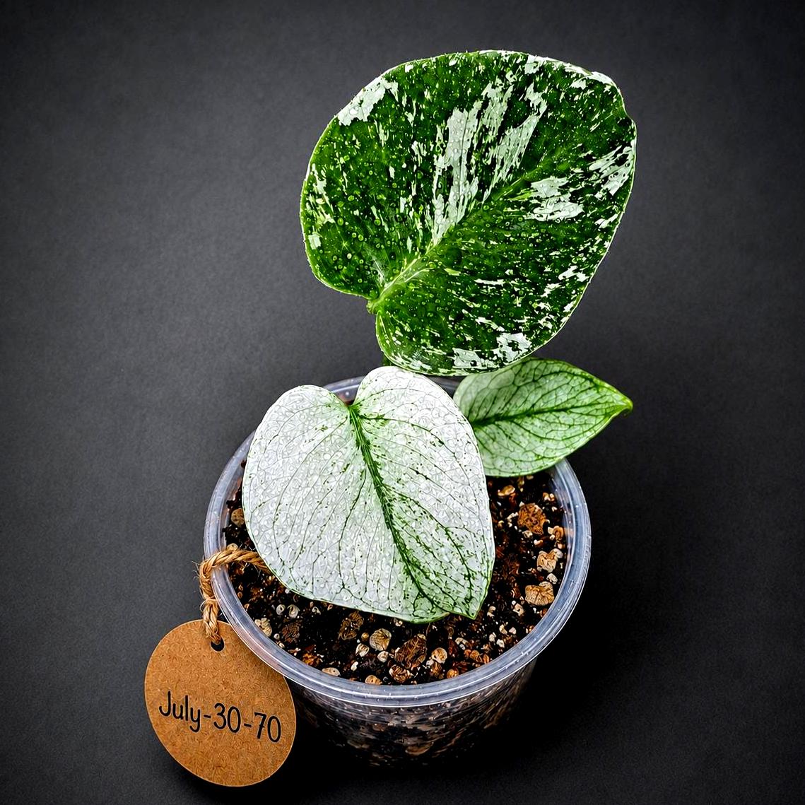 Monstera Deliciosa White Monster - Super Rare Variegated Monstera Beauty Starter Plant -Stunning EXACT Plant - US Seller