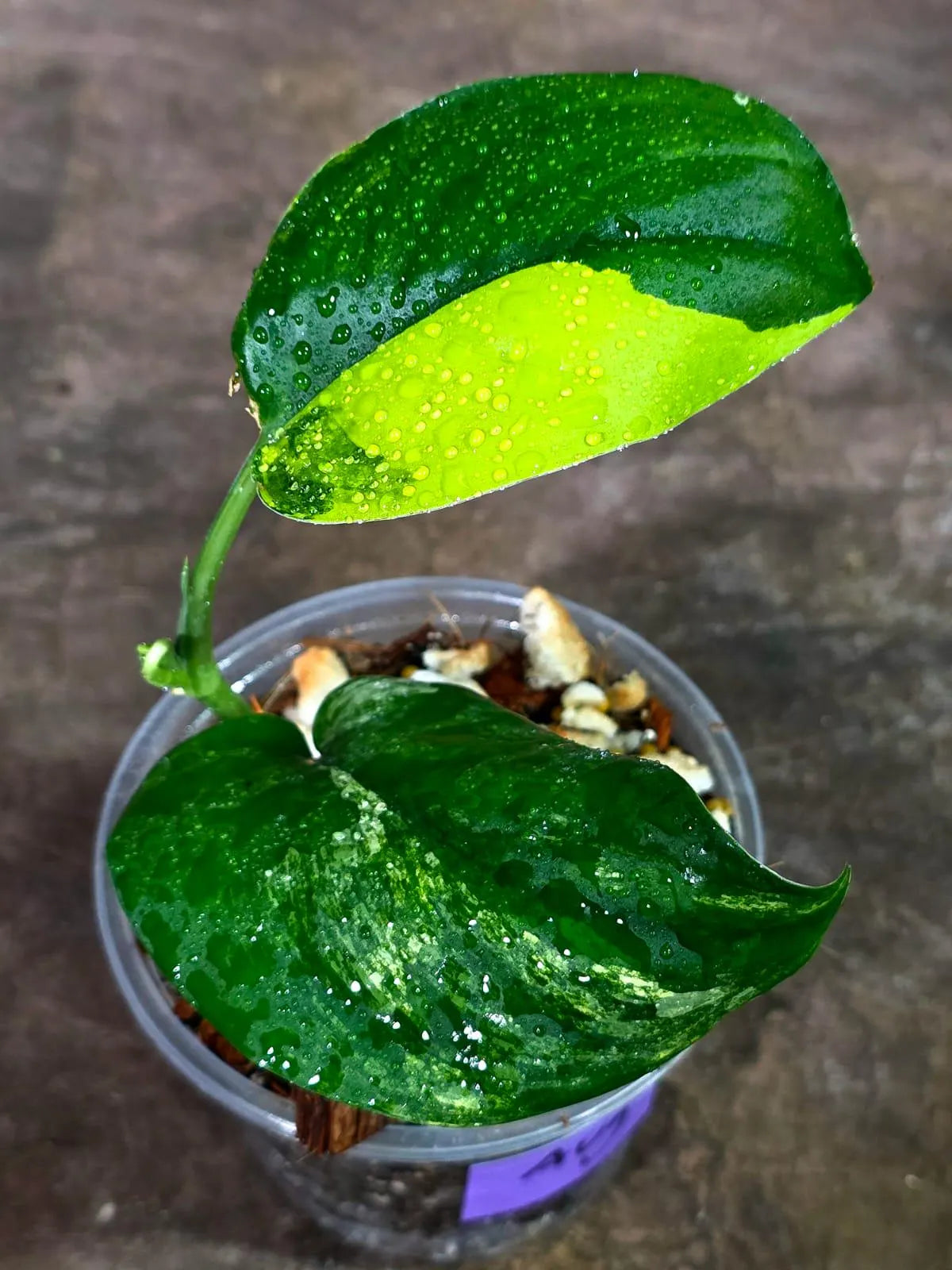 Scindapsus Jade Satin Variegated - Yellow Variegation (Aug-14-11)