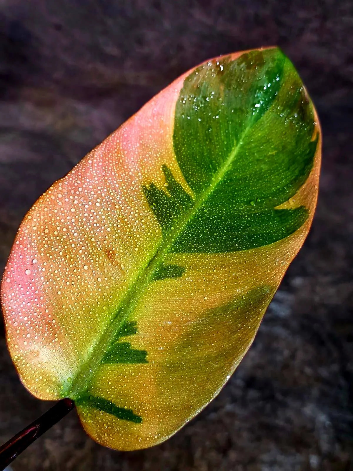 Variegated Black Cardinal Philodendron – Rare Collector Plant July-10-18)